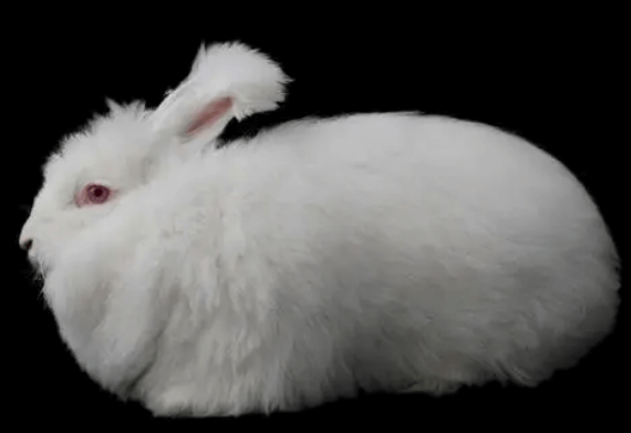 在夏季飼養長毛兔的6個注意事項！