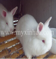 母兔妊娠毒血癥怎么防治？