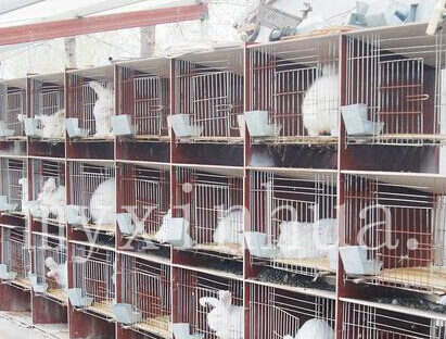 長毛兔的懷孕生育要經歷什么過程？