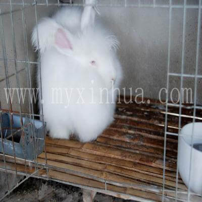 安哥拉兔母兔缺乏乳汁不肯哺乳怎么辦？