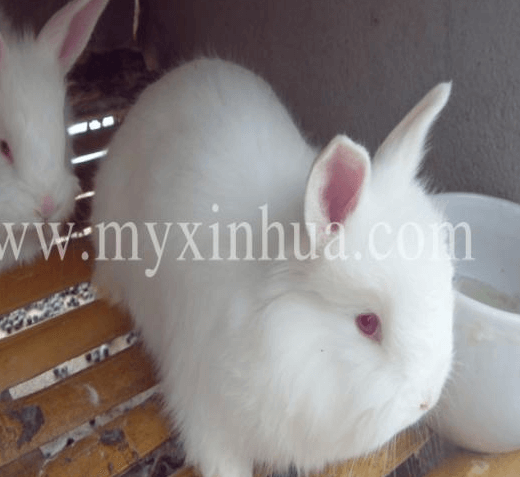 這些飼養兔子誤區，你中招了嗎？