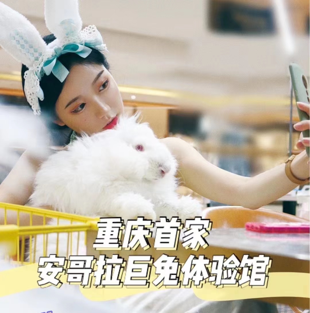 重慶安哥拉兔體驗(yàn)館