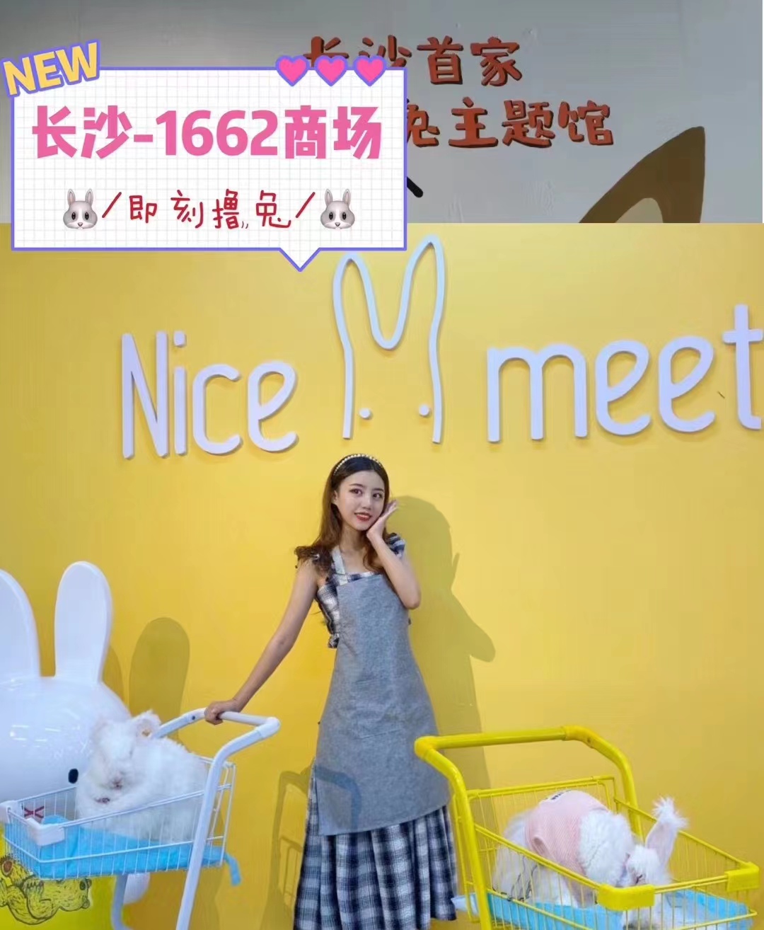 長毛兔種兔怎么喂養？