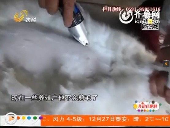 在冬季和夏季，長毛兔和家兔都有不同的處理方法。