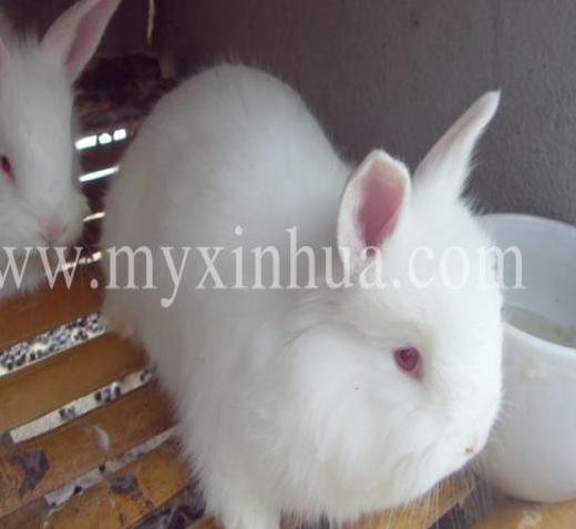 長毛兔的繁殖和種兔的年齡和營養有關！